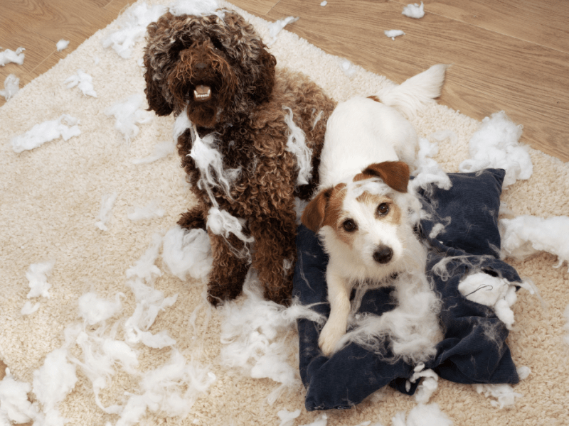 Great online dog training courses for&nbsp;caregivers